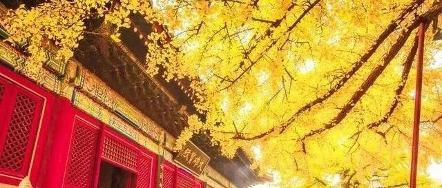 禅意秋色·红螺寺 千年雌雄银杏 登高赏秋 祈福纳祥求姻缘 雁栖湖观景