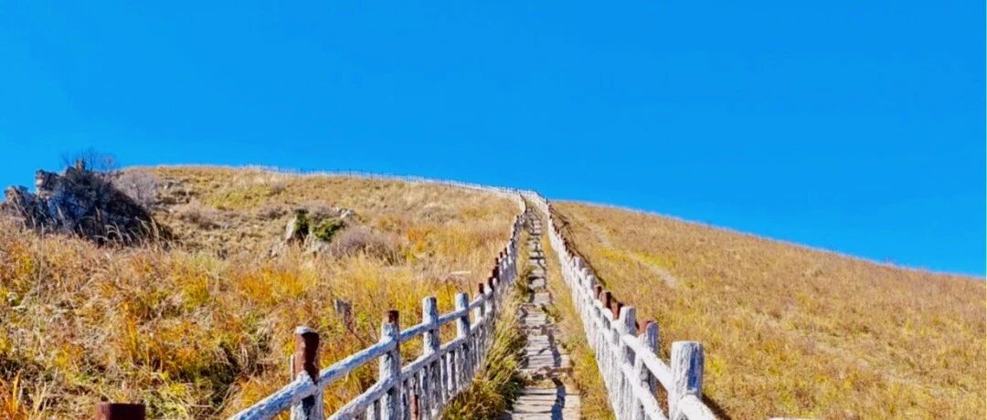 北灵山赏秋 · 高山草甸染金，白桦林里听风
