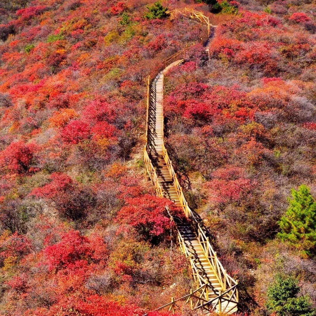 水峪村赏红叶