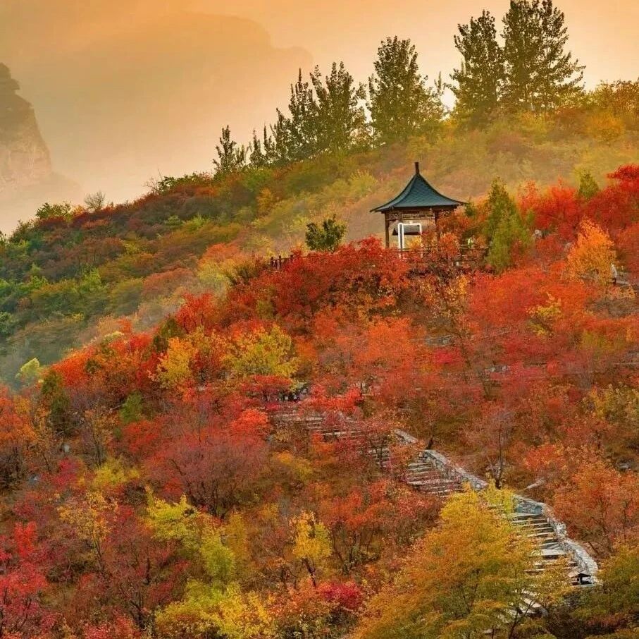 药王谷中草木香，坡峰岭上赏红叶