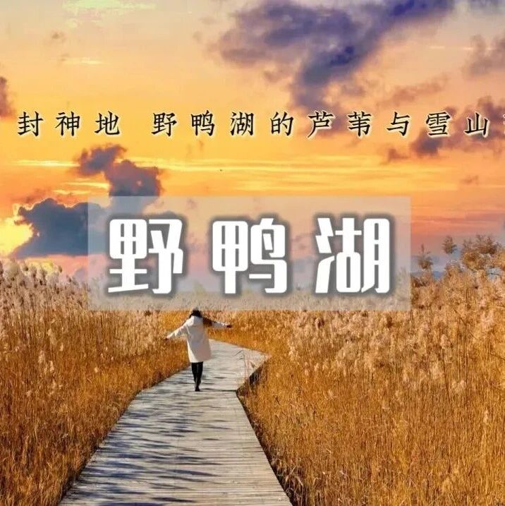 野鸭湖橘子日落-网红打卡拍芦苇漫天の金色芦苇荡的…