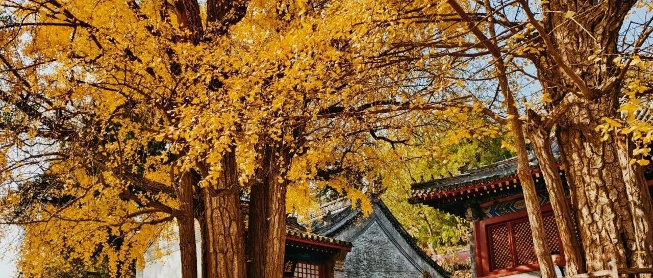 【已成行】【初级】10月31日：和平寺-古将登山『古寺银杏』