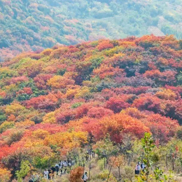 舞彩浅山赏秋