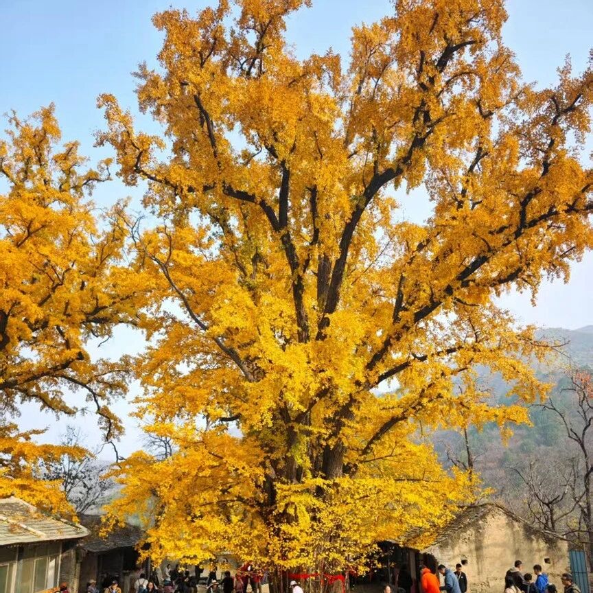 【初级】11月1日：崇化寺-广化寺-京门铁路穿越『百年铁路』『千年银杏』