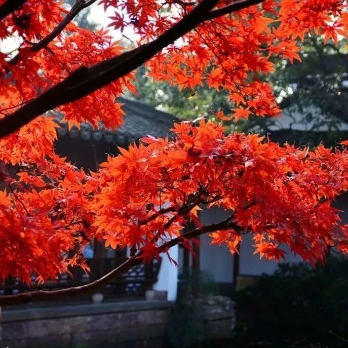 11.16/22 特价68元！【赏秋•指南村】徒步浙西临石古道，赏红枫银杏最美秋色，看华东最美古村落