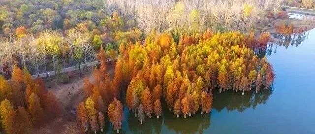 11.11 六合止马岭、红枫大道枫彩漫城，秋天美得不像话，“南京秋色天花板”，中午逛老街、品尝竹镇网红美食羊肉汤和锅贴